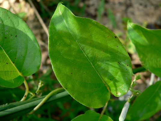 {Paederia foetida}